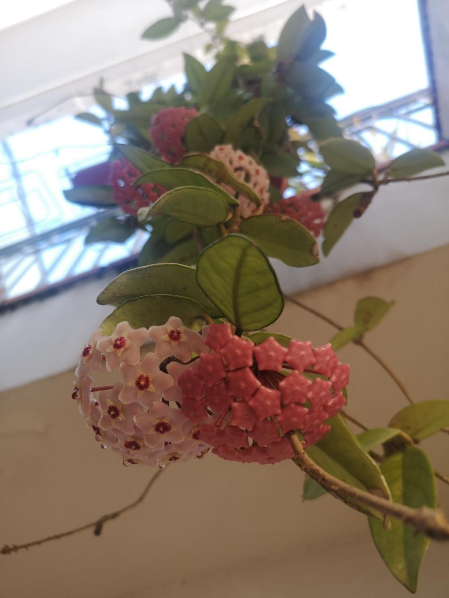 チェッロレCasa Carmelaアパートメント エクステリア 写真